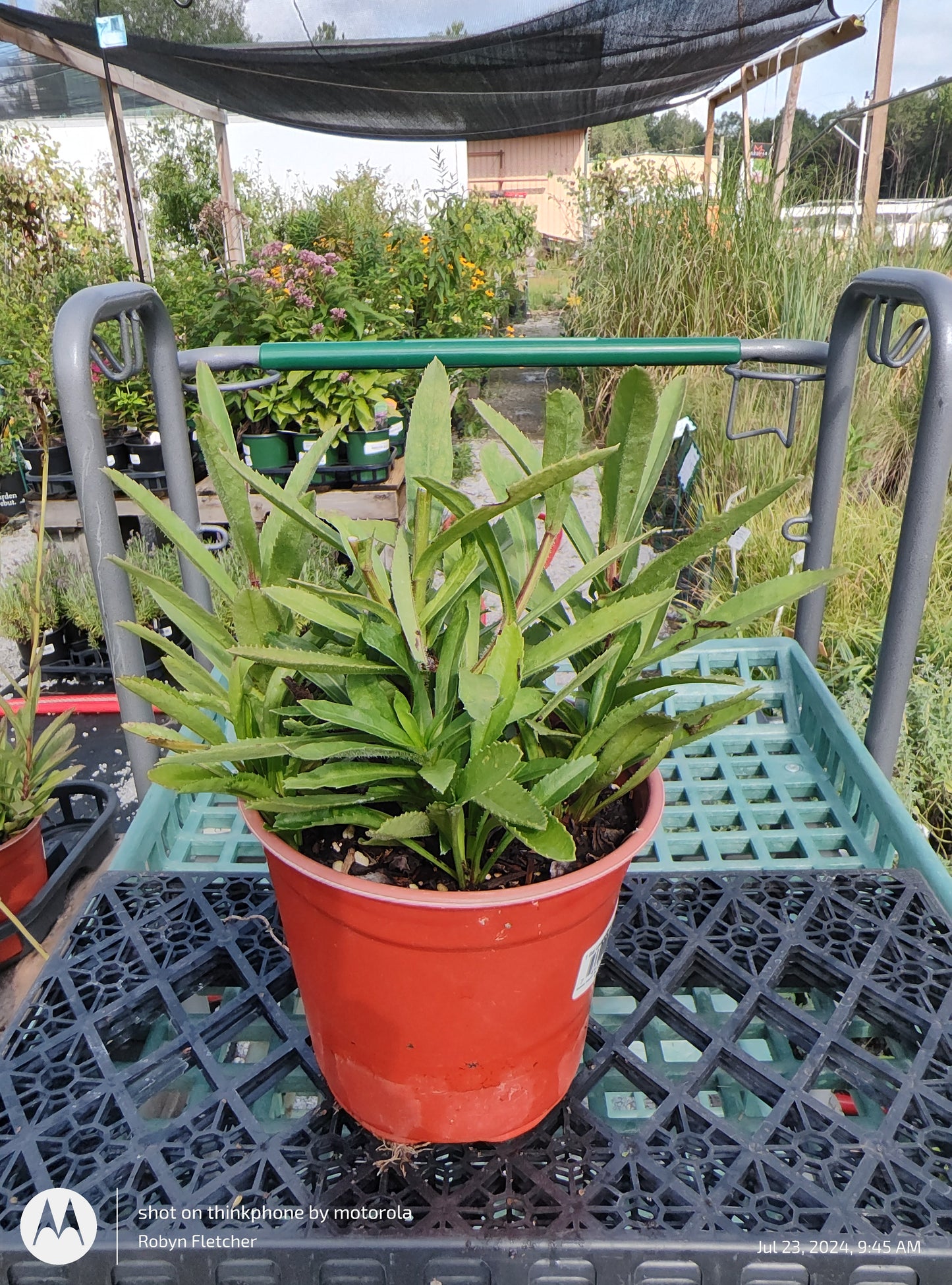 Leucanthemum Becky 1 Gallon