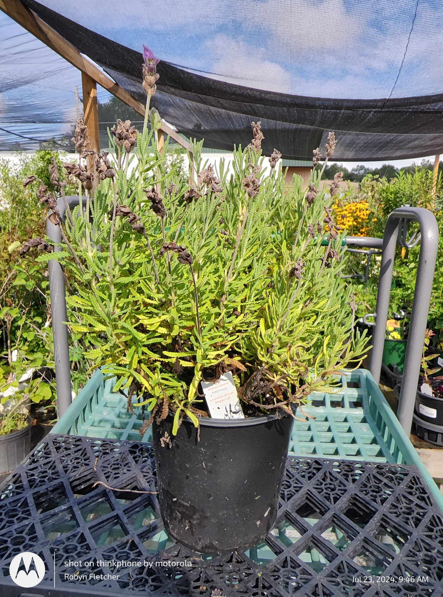 Lavandula dentata Imperial - Gallon