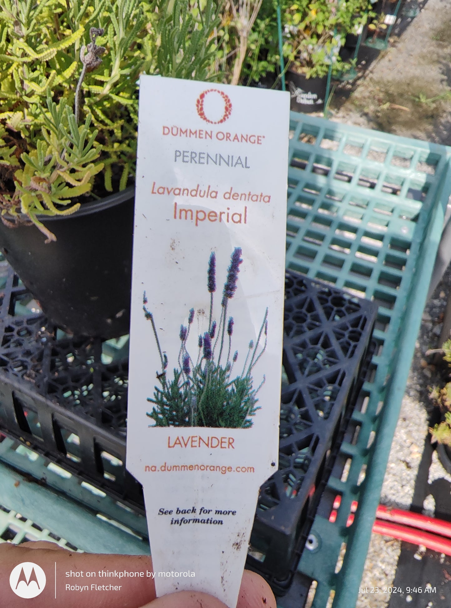 Lavandula dentata Imperial - Gallon