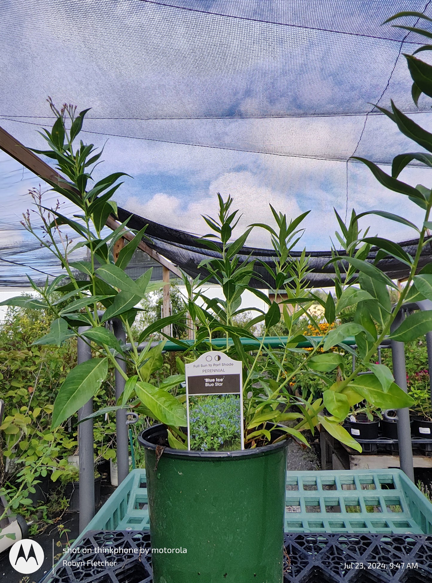 Amsonia 'Blue Ice' - Blue Star Gallon