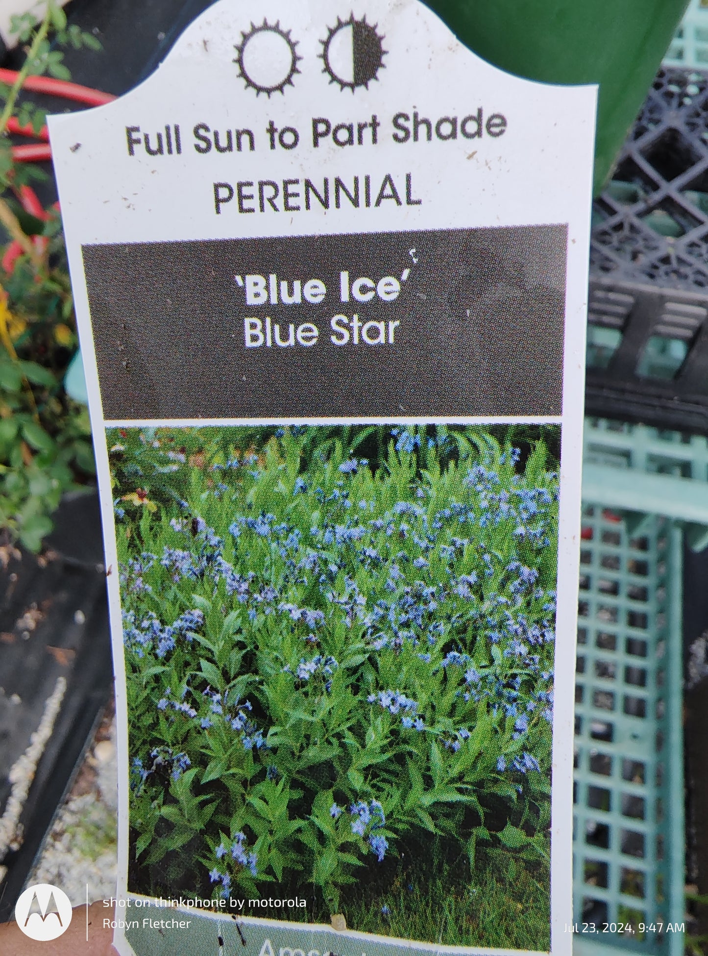 Amsonia 'Blue Ice' - Blue Star Gallon