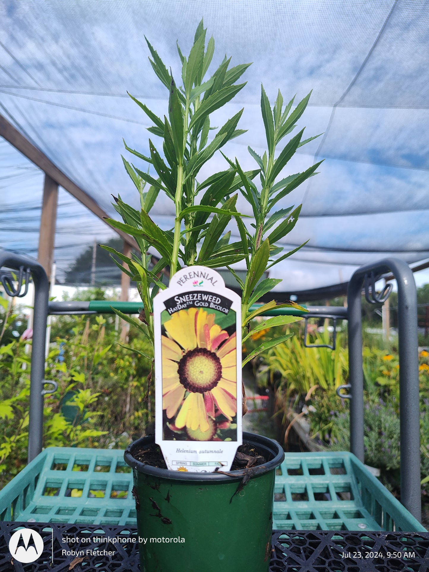 Helenium autumale Hay Day Gold Bicolor Quart