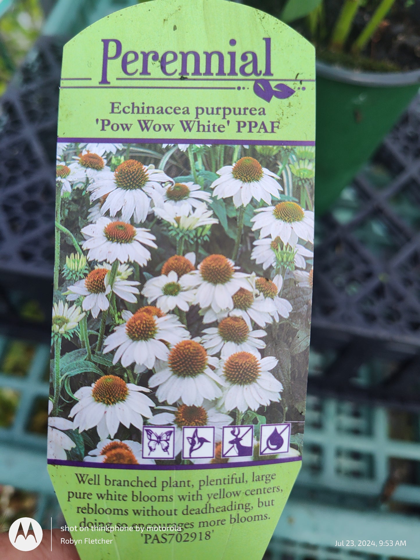 Echinacea purpurea 'Pow Wow White' PPAF - Gallon