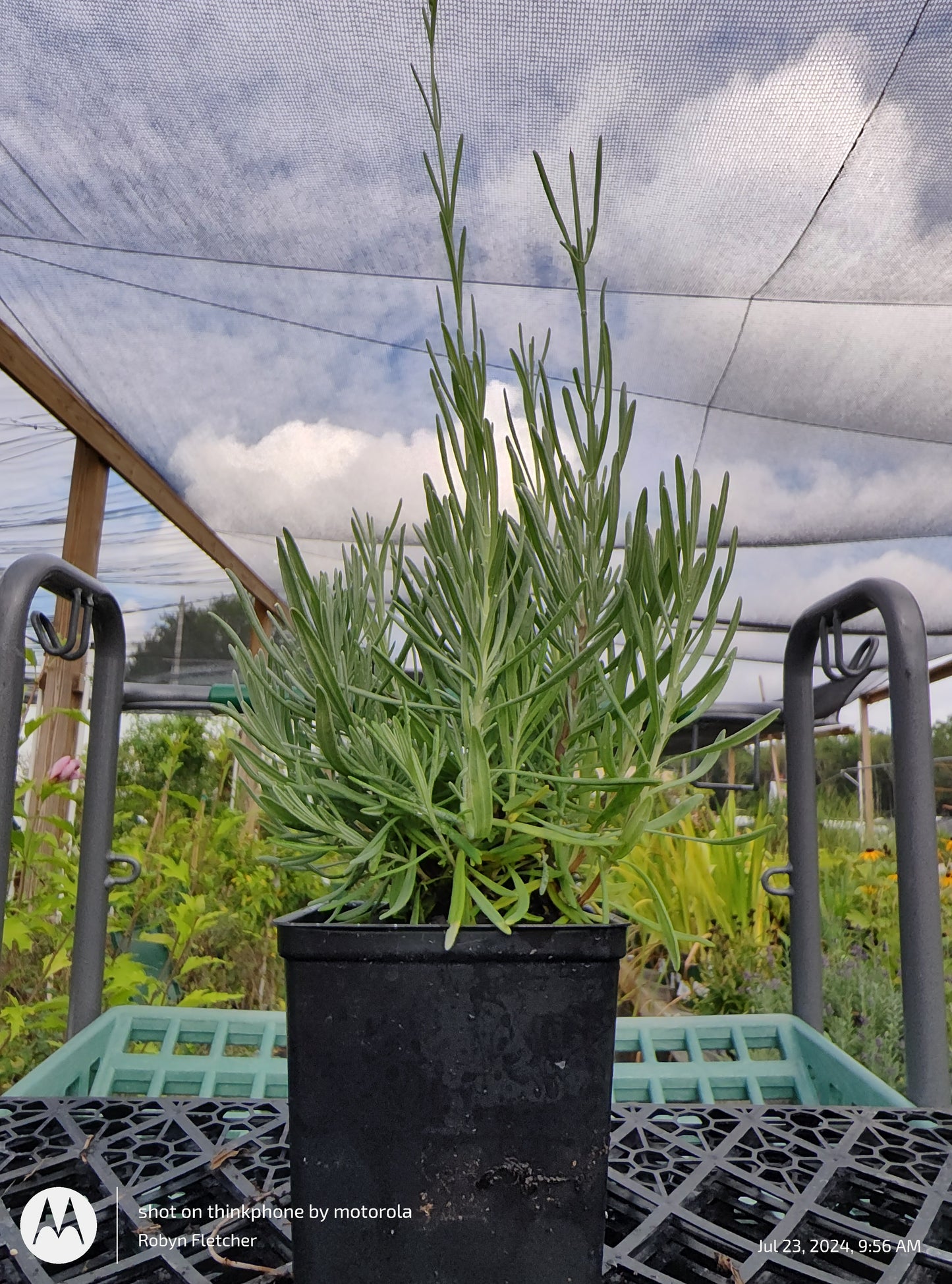 Lavender 'Provence' - Gallon