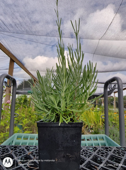 Lavender 'Provence' - Gallon