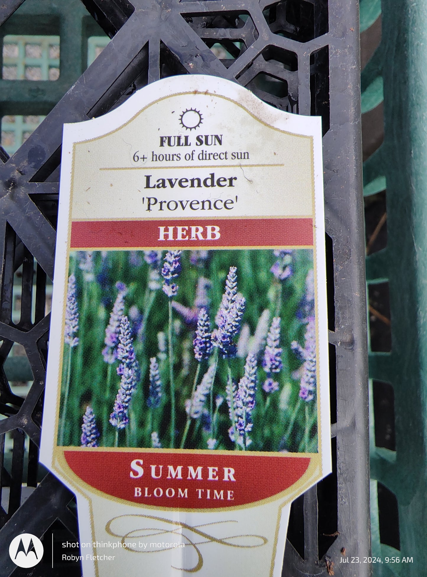 Lavender 'Provence' - Gallon