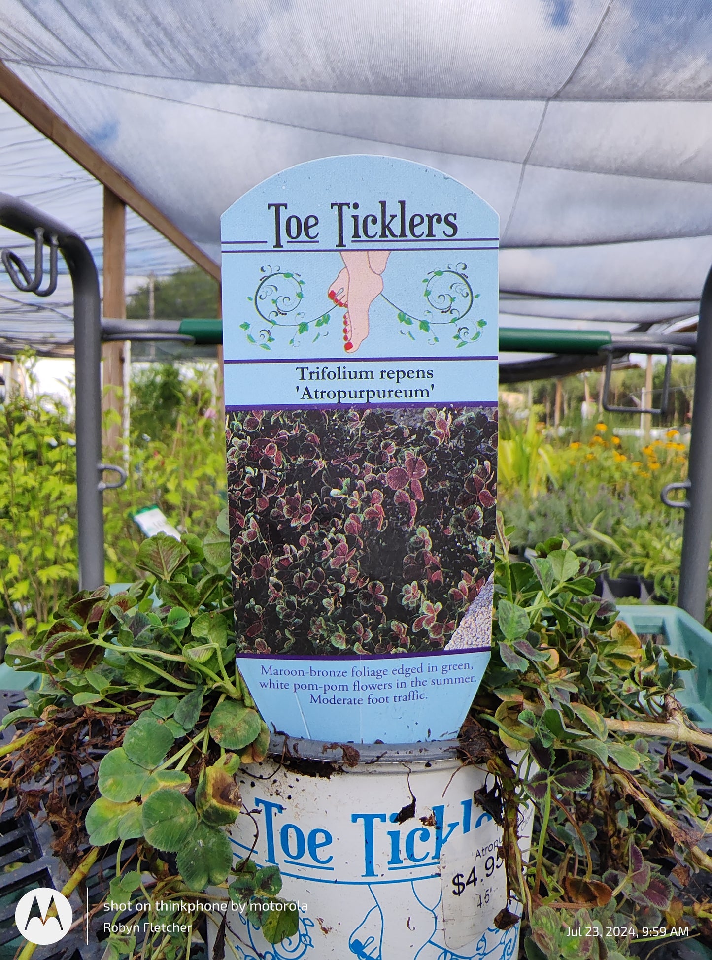 Trifolium repens 'Atropurpureum' - Quart