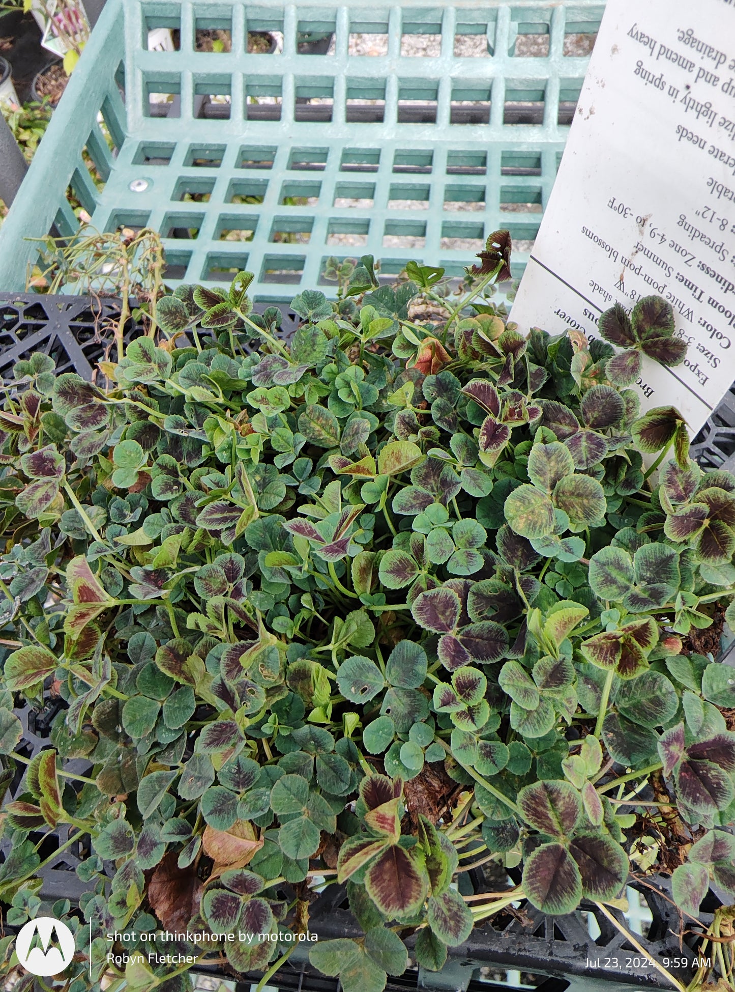 Trifolium repens 'Atropurpureum' - Quart