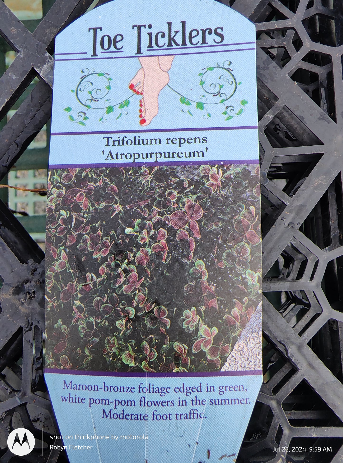 Trifolium repens 'Atropurpureum' - Quart