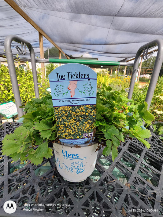 Potentilla neumanniana 'Nana' - 4.5"