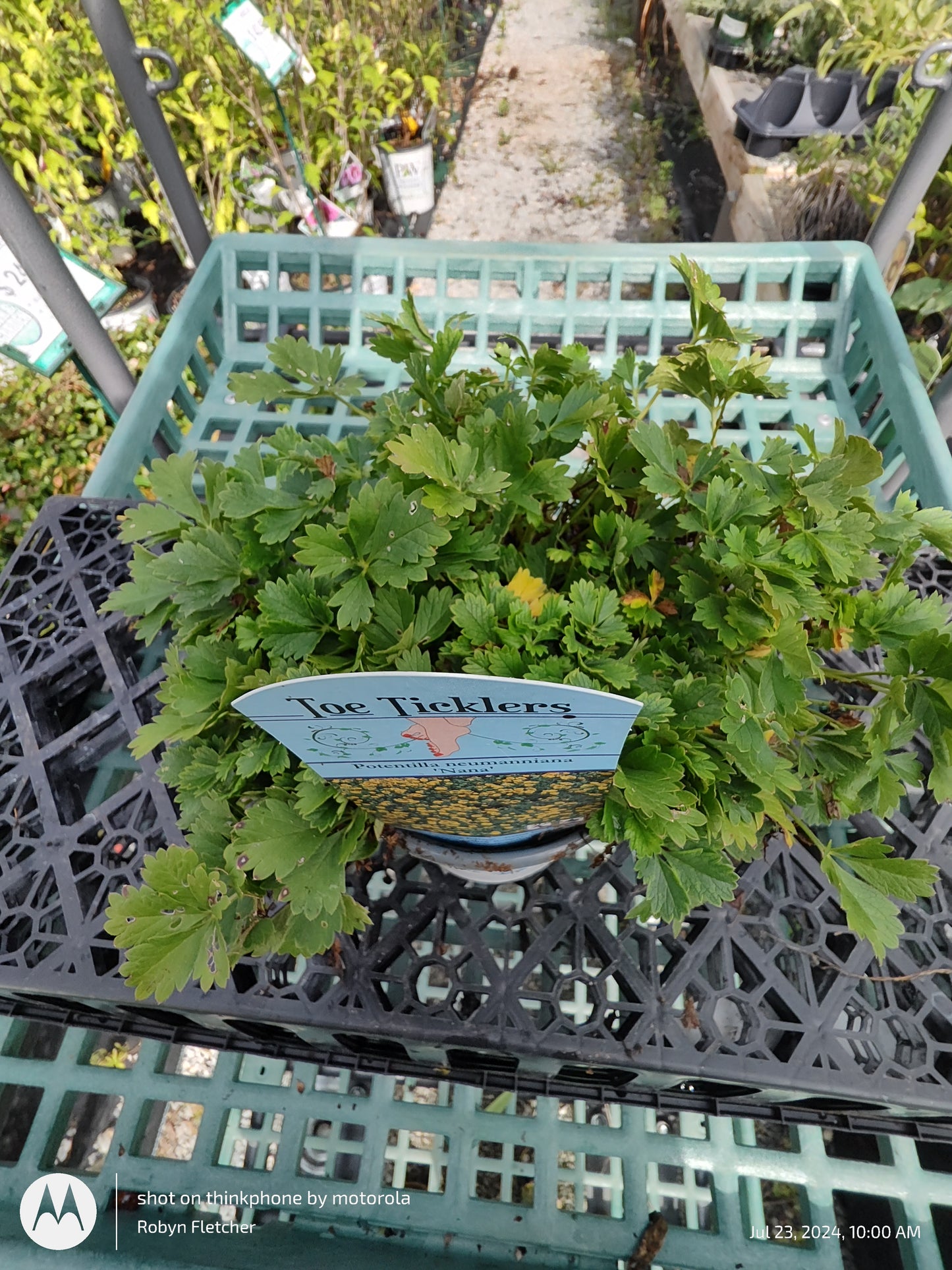 Potentilla neumanniana 'Nana' - 4.5"