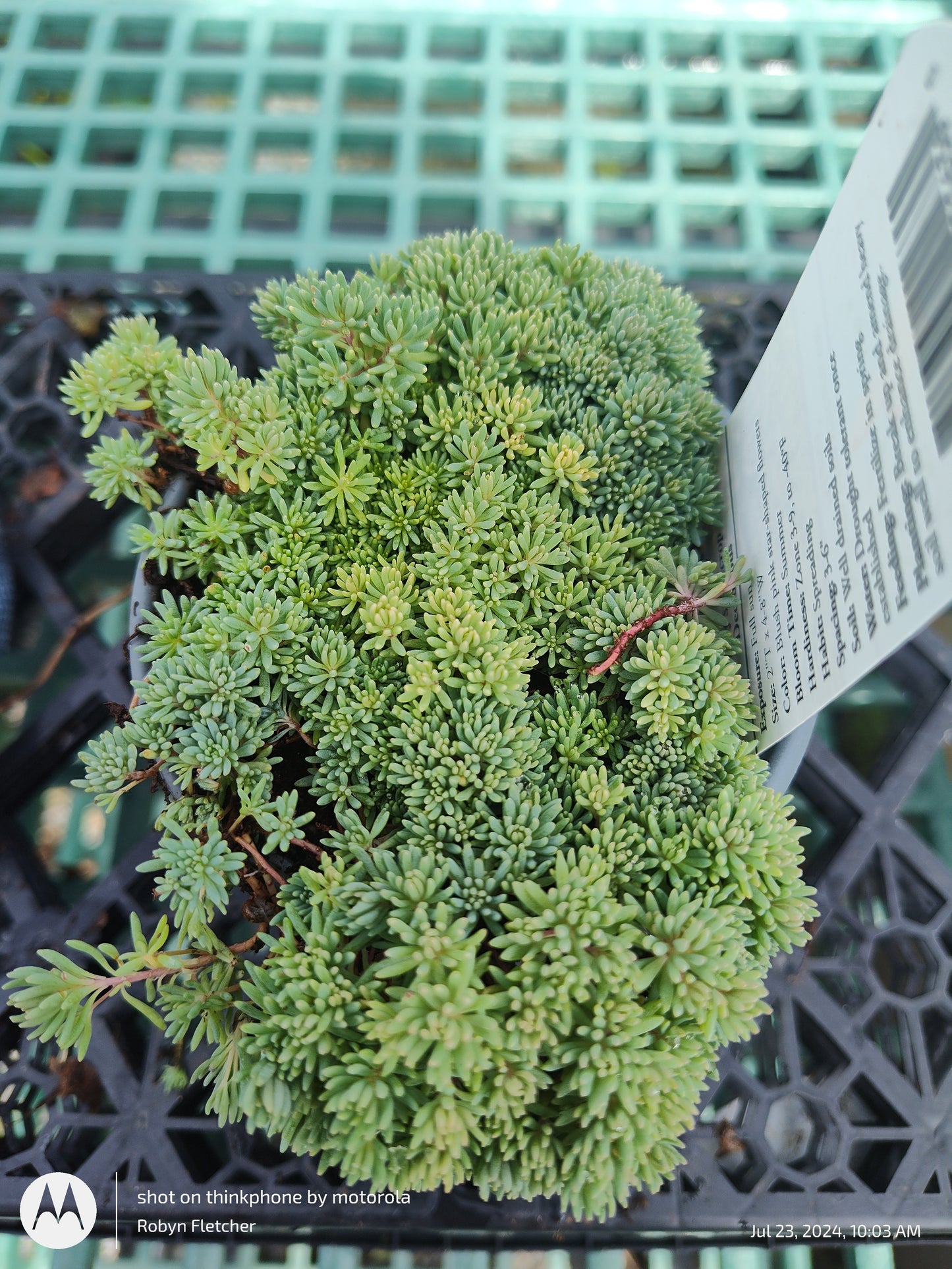 Sedum his. 'Minus' - 4.5"