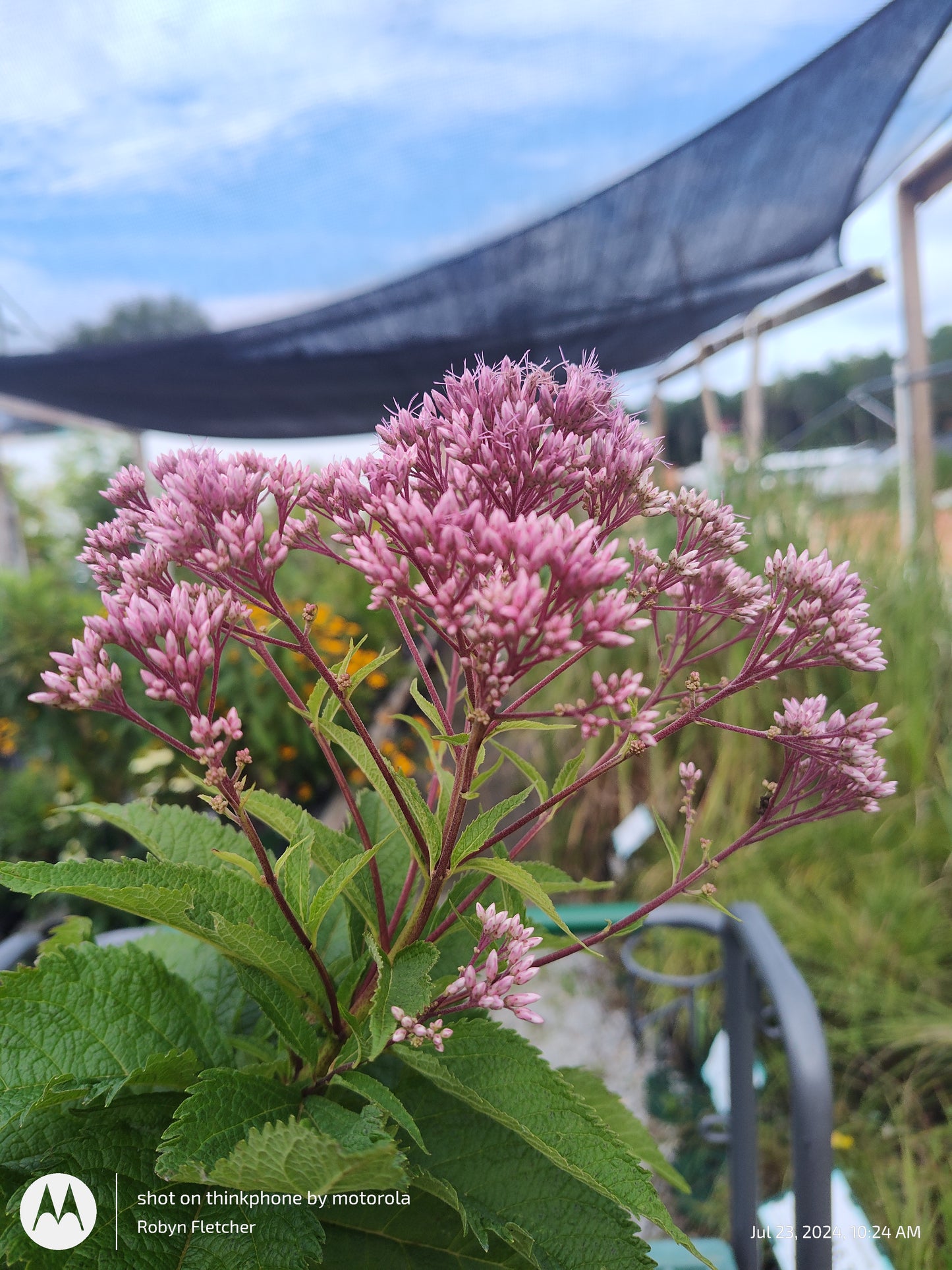 Eupatorium purpureum 'Euphoria Ruby' - Gallon