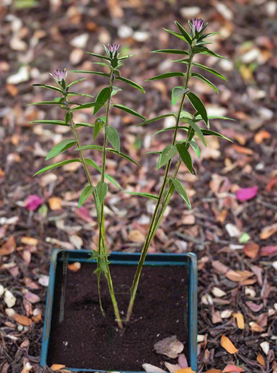 Asclepias Incarnata Cinderella - Gallon