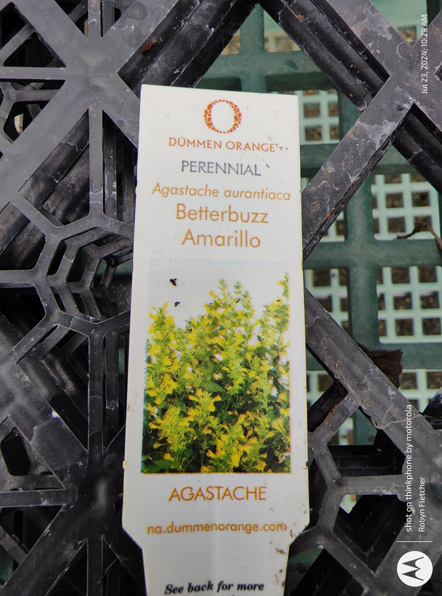 Agastsche aurantiaca Betterbuzz Amarillo - Gallon