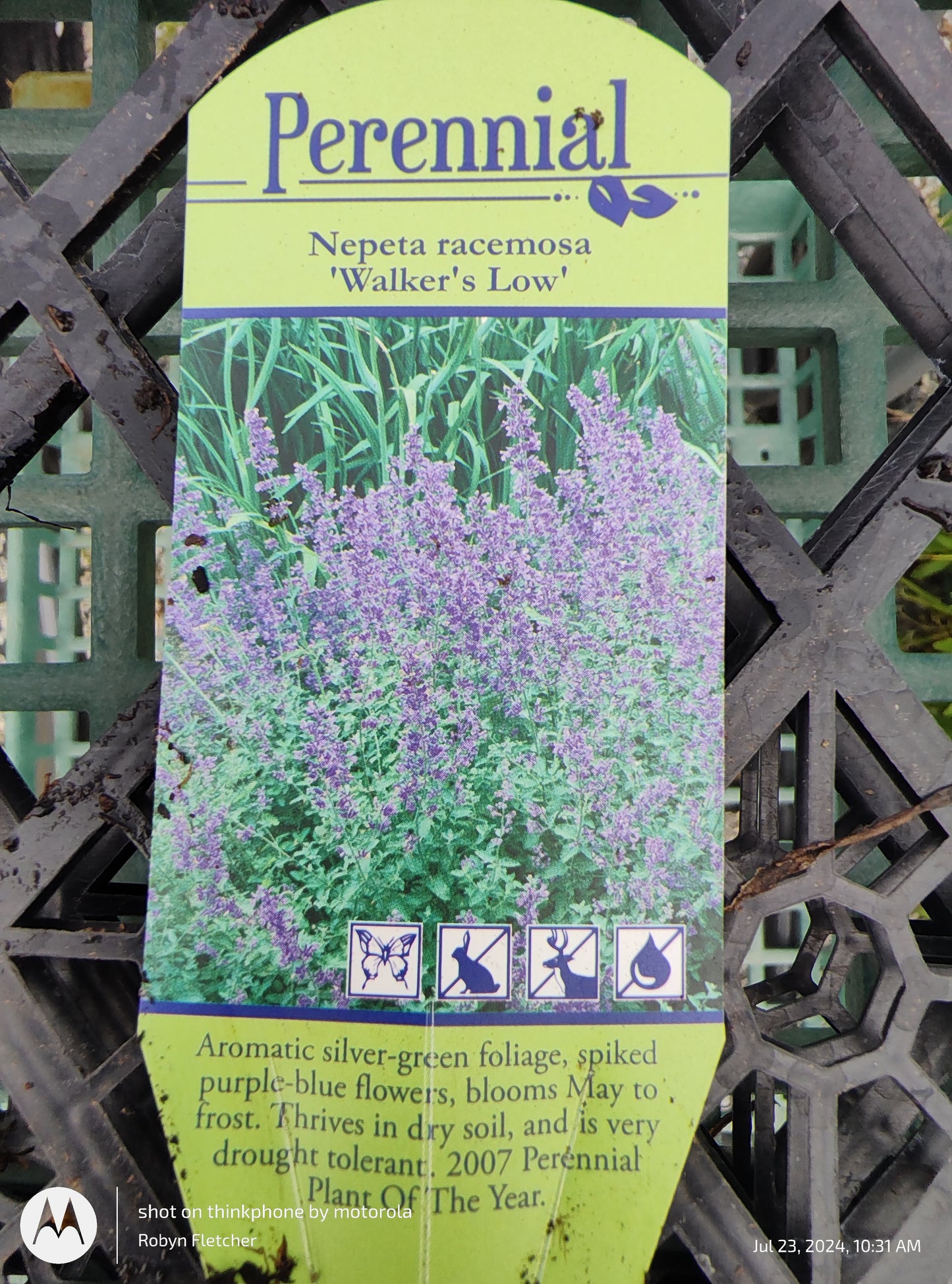 Nepeta Walkers Low Gal