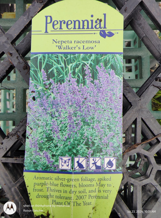 Nepeta Walkers Low Gal