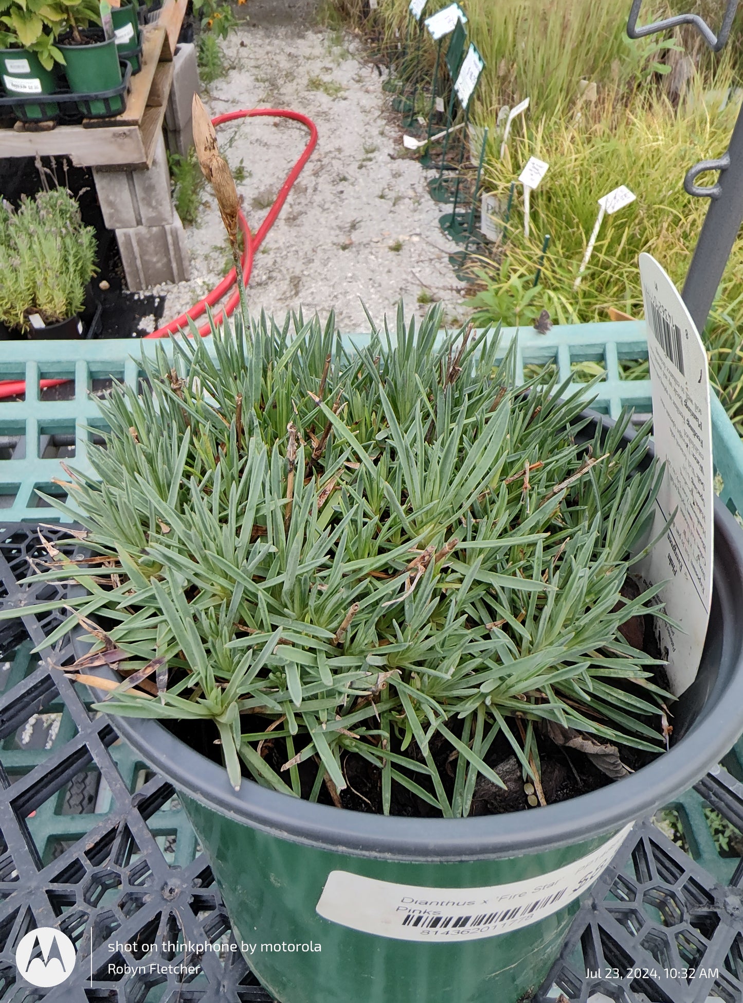 Dianthus x Fire Star - Gallon