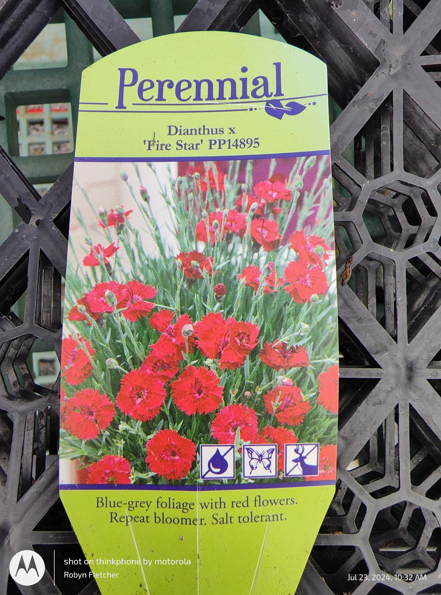 Dianthus x Fire Star - Gallon