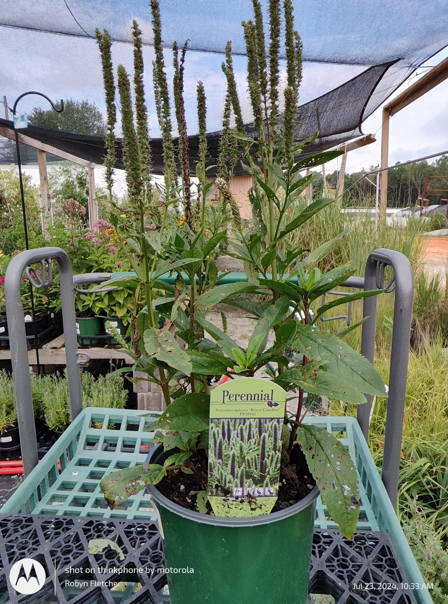 Veronica Spicata 'Royal Candles' Gallon