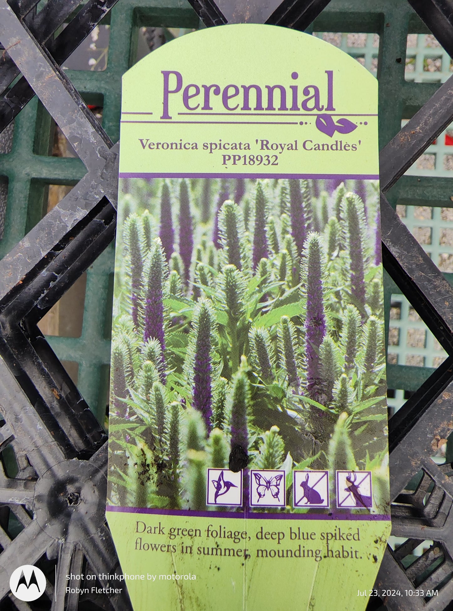 Veronica Spicata 'Royal Candles' Gallon