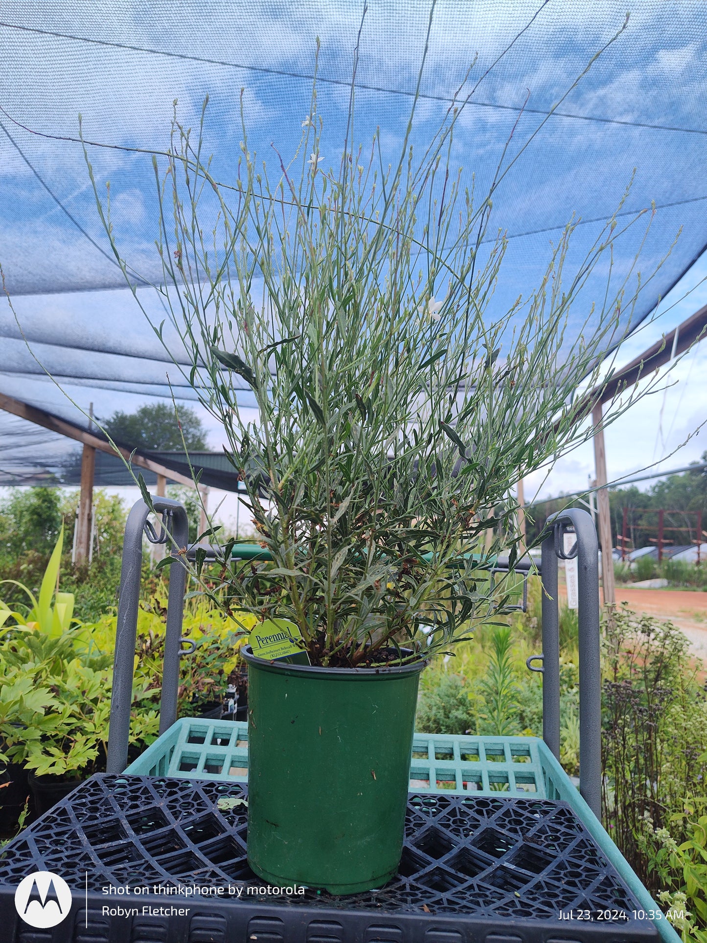 Gaura lindheimeri Belleza White (KLEGL14844') - Gallon