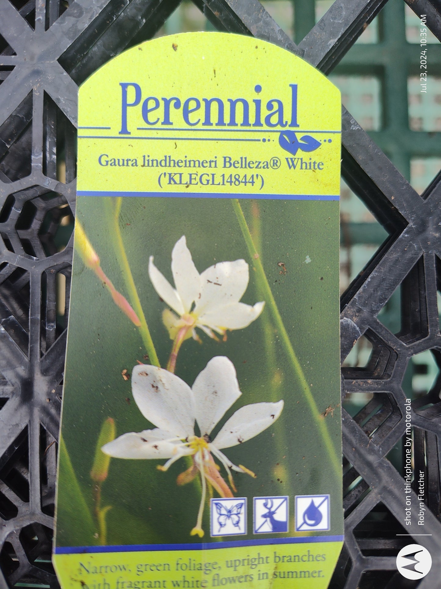 Gaura lindheimeri Belleza White (KLEGL14844') - Gallon