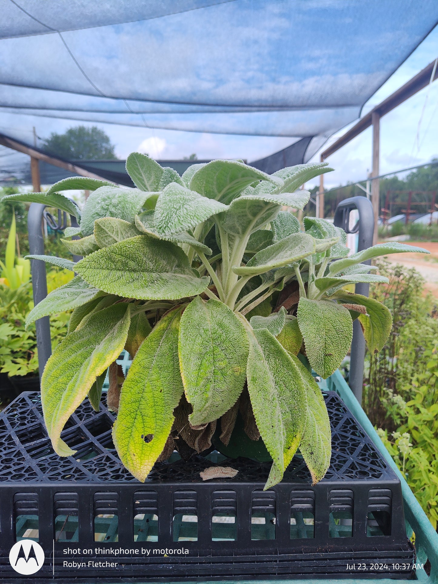 Stachys Byzantine 'Helene von Stein' - Gallon