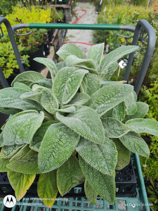 Stachys Byzantine 'Helene von Stein' - Gallon