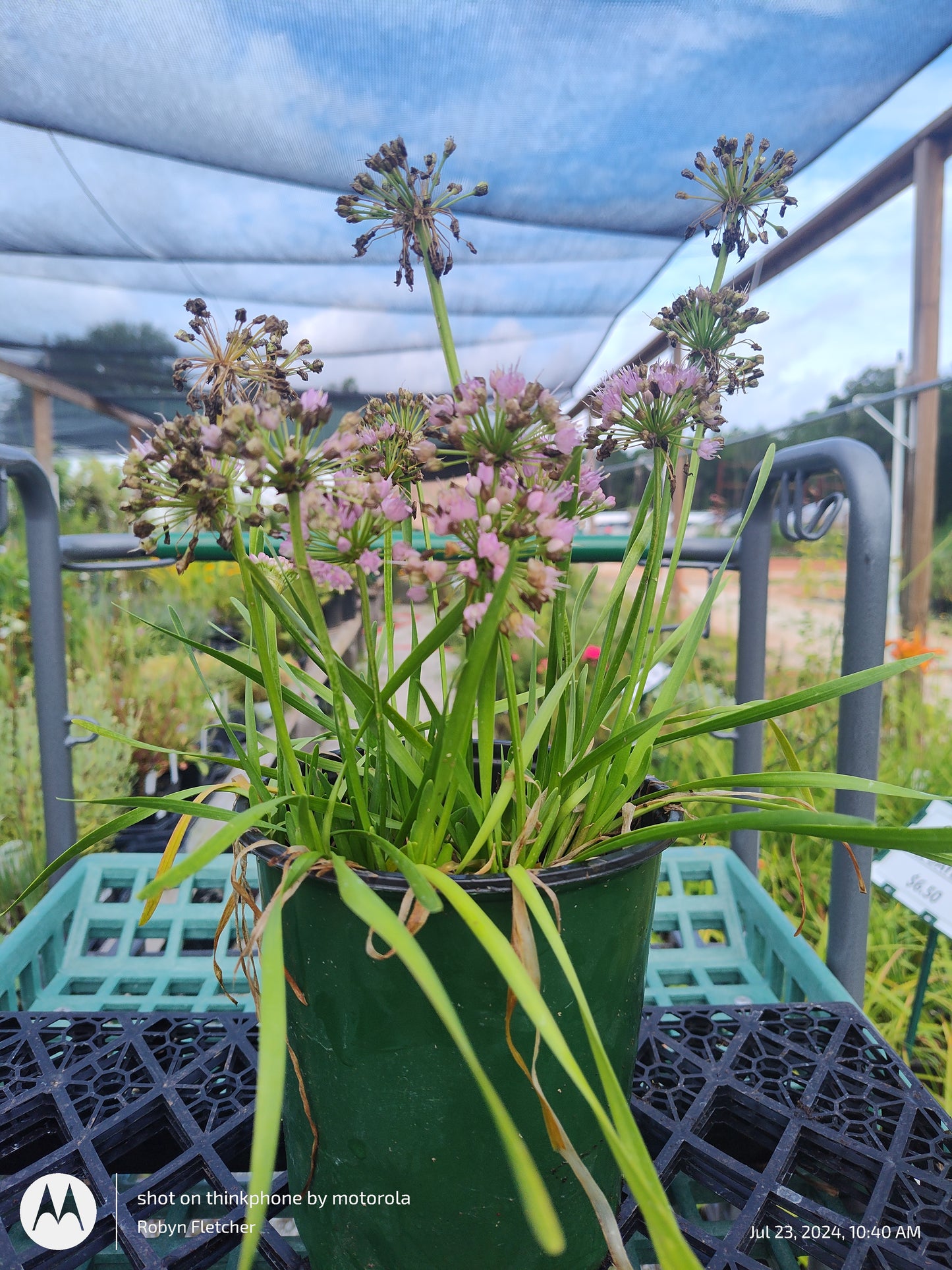 Allium 'Millenium' Ornamental onion