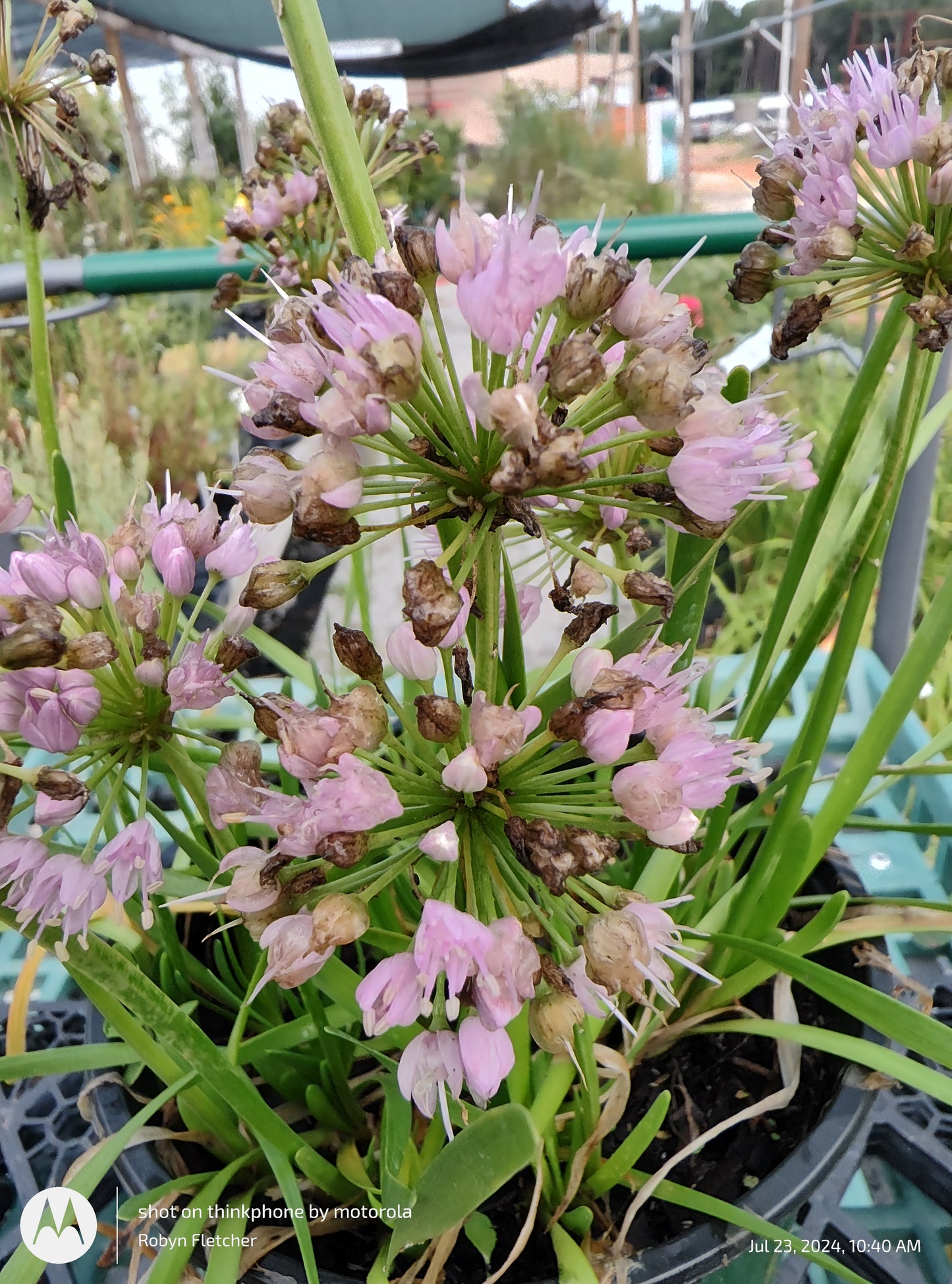 Allium 'Millenium' Ornamental onion