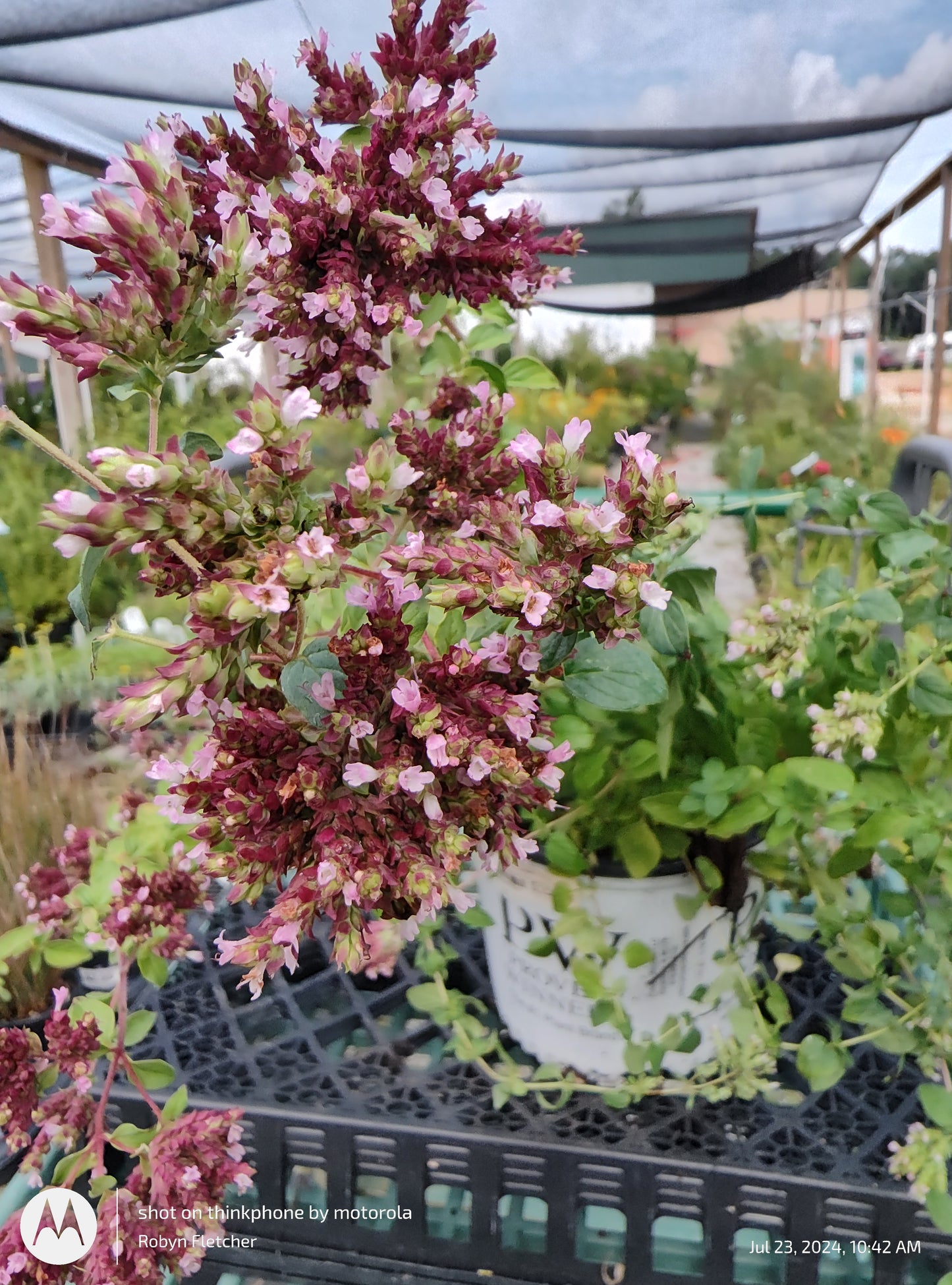 Origanum 'Drops of Jupiter Proven Winners Gallon