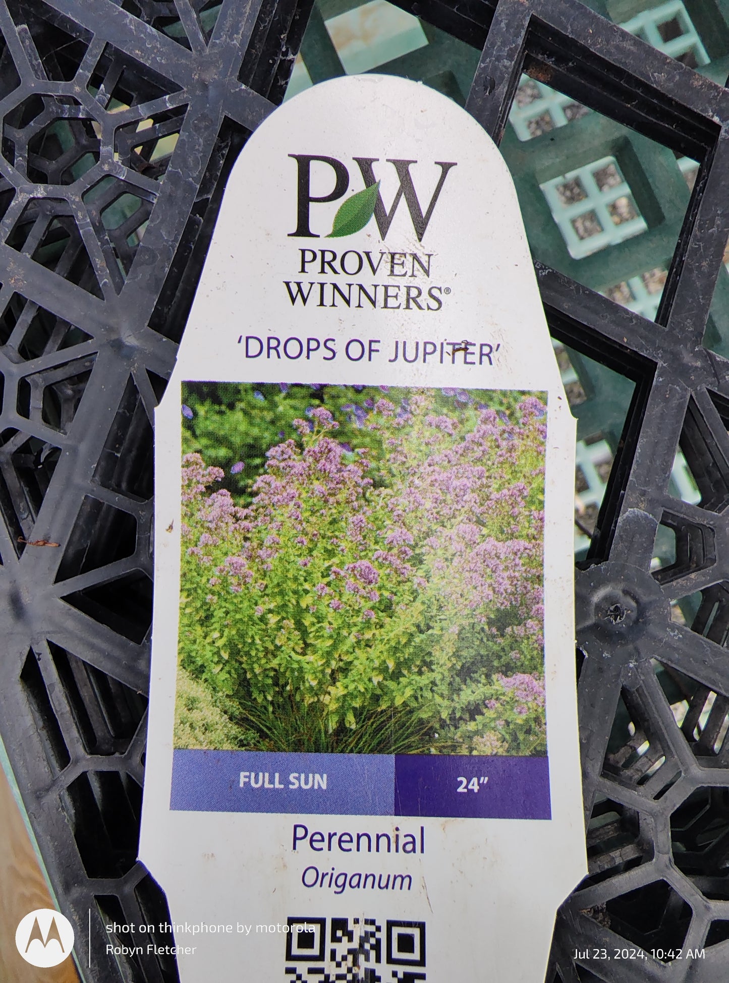 Origanum 'Drops of Jupiter Proven Winners Gallon