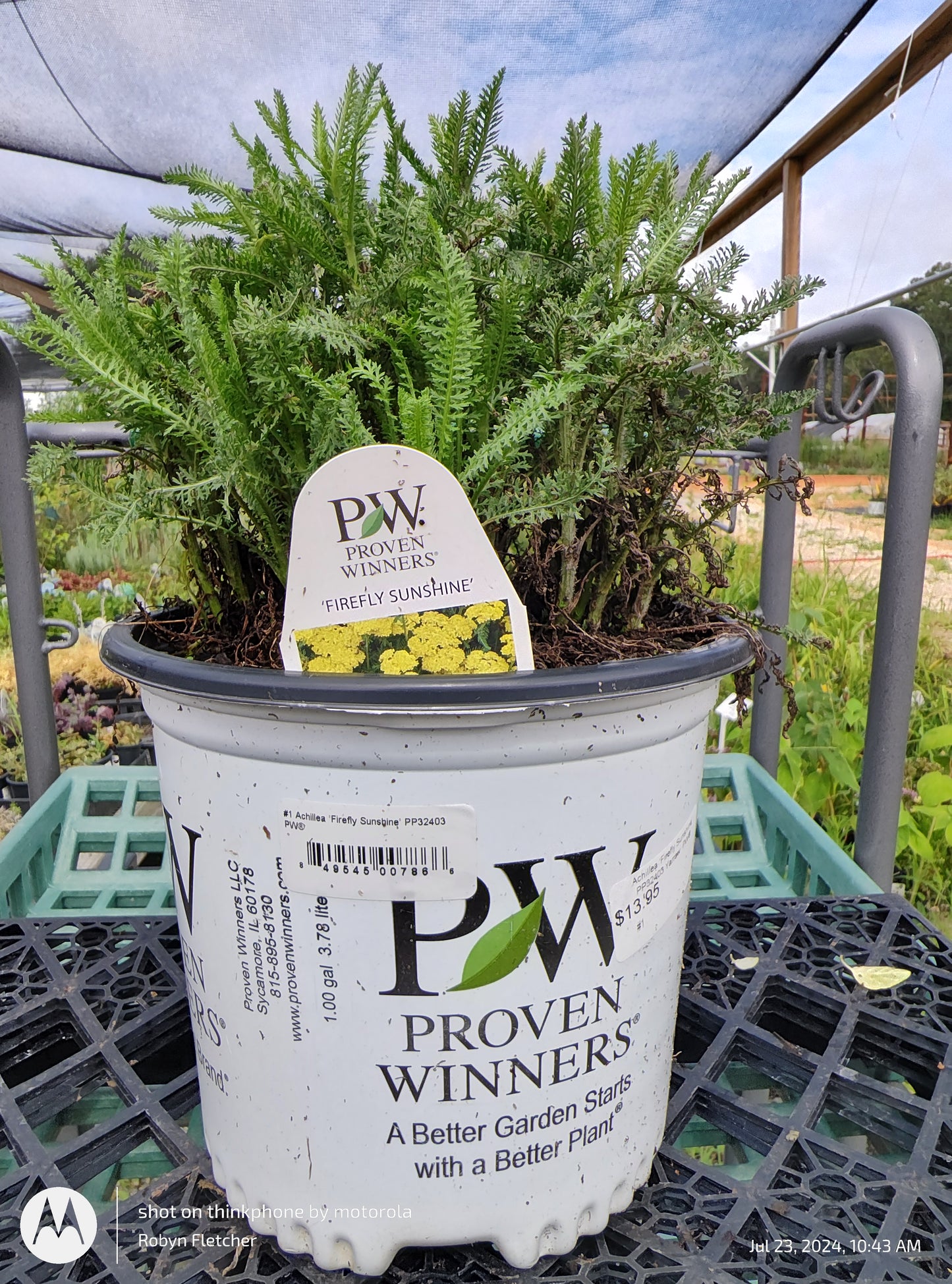 Achillea 'Firefly Sunshine' Proven Winners