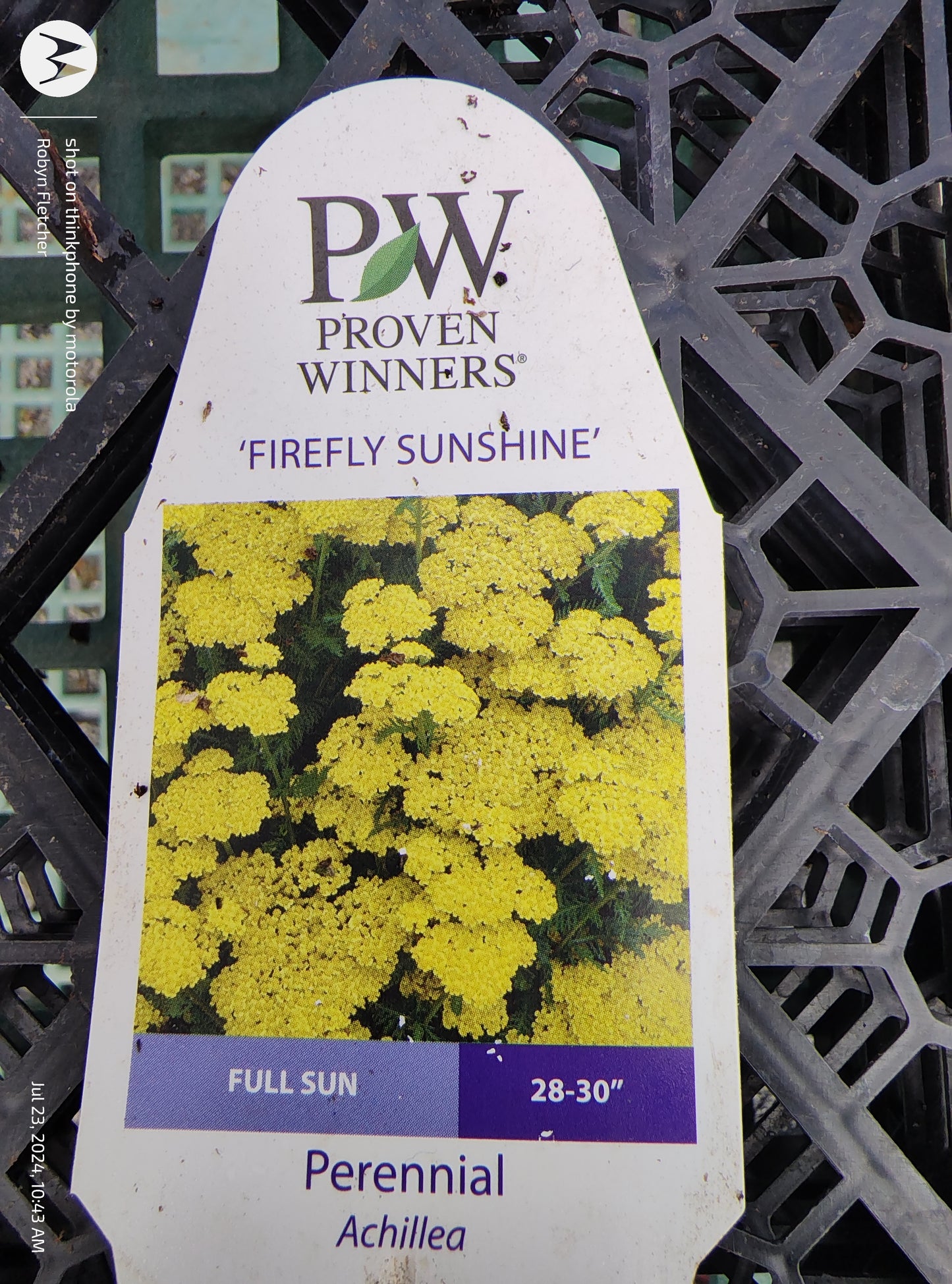 Achillea 'Firefly Sunshine' Proven Winners