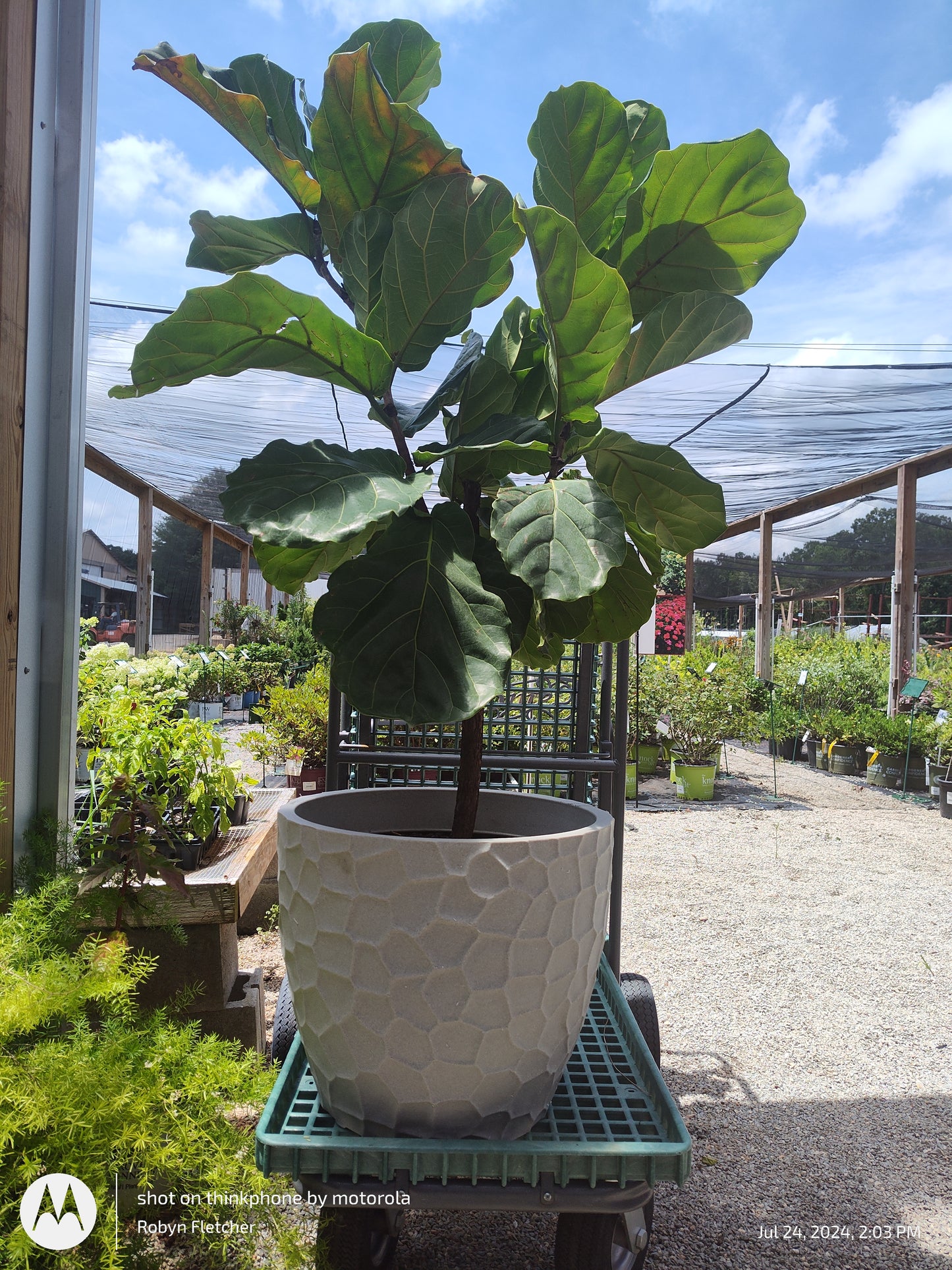 Ficus lyrata - Fiddle Leaf Fig - 18 Inch planter - 5 Feet Tall