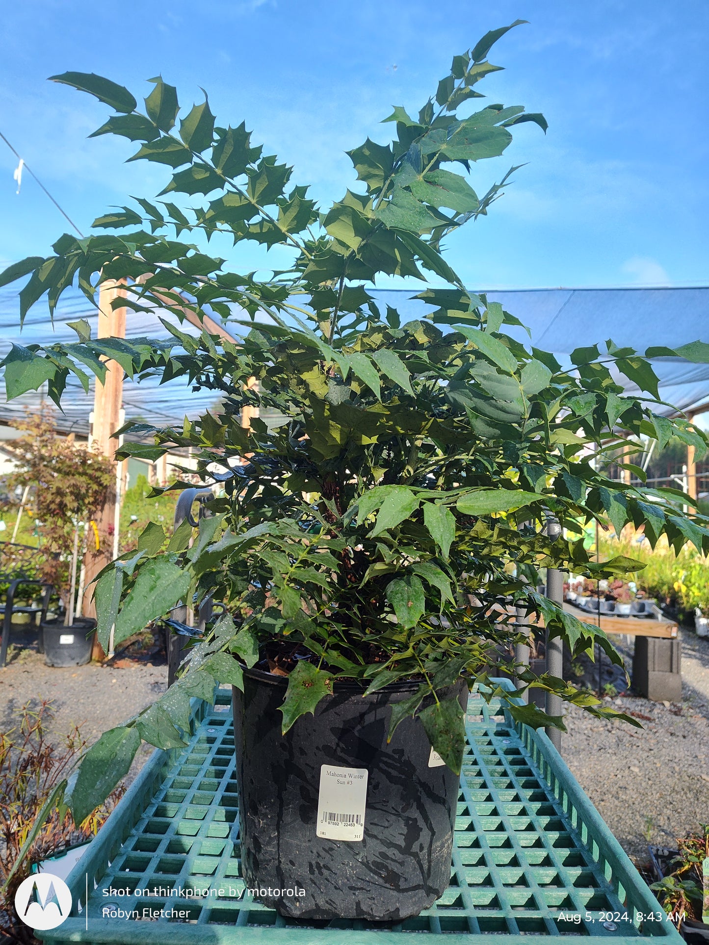 Mahonia Winter Sun - 3 Gallon