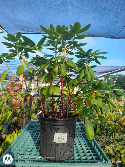 Rhododendron cat. 'English Roseum' (pink) 3 Gallon