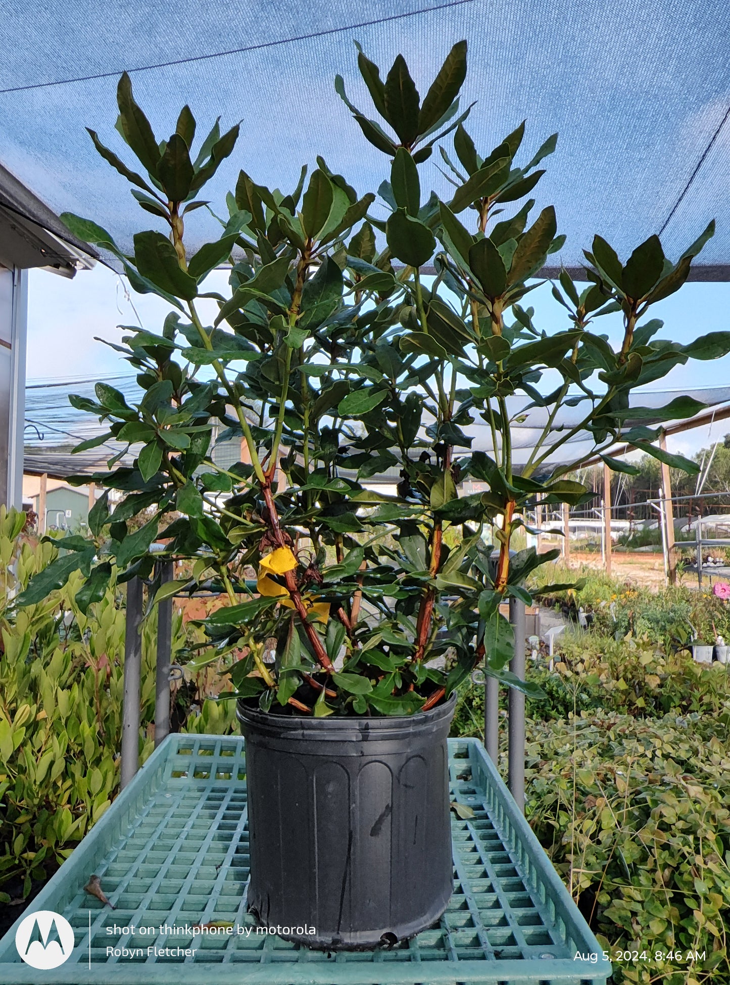 Rhododendron catawbiense 'Nova Zembla' 3 Gallon