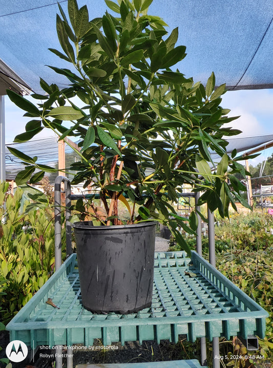 Rhododendron Cat. Roseum Pink 3 Gallon