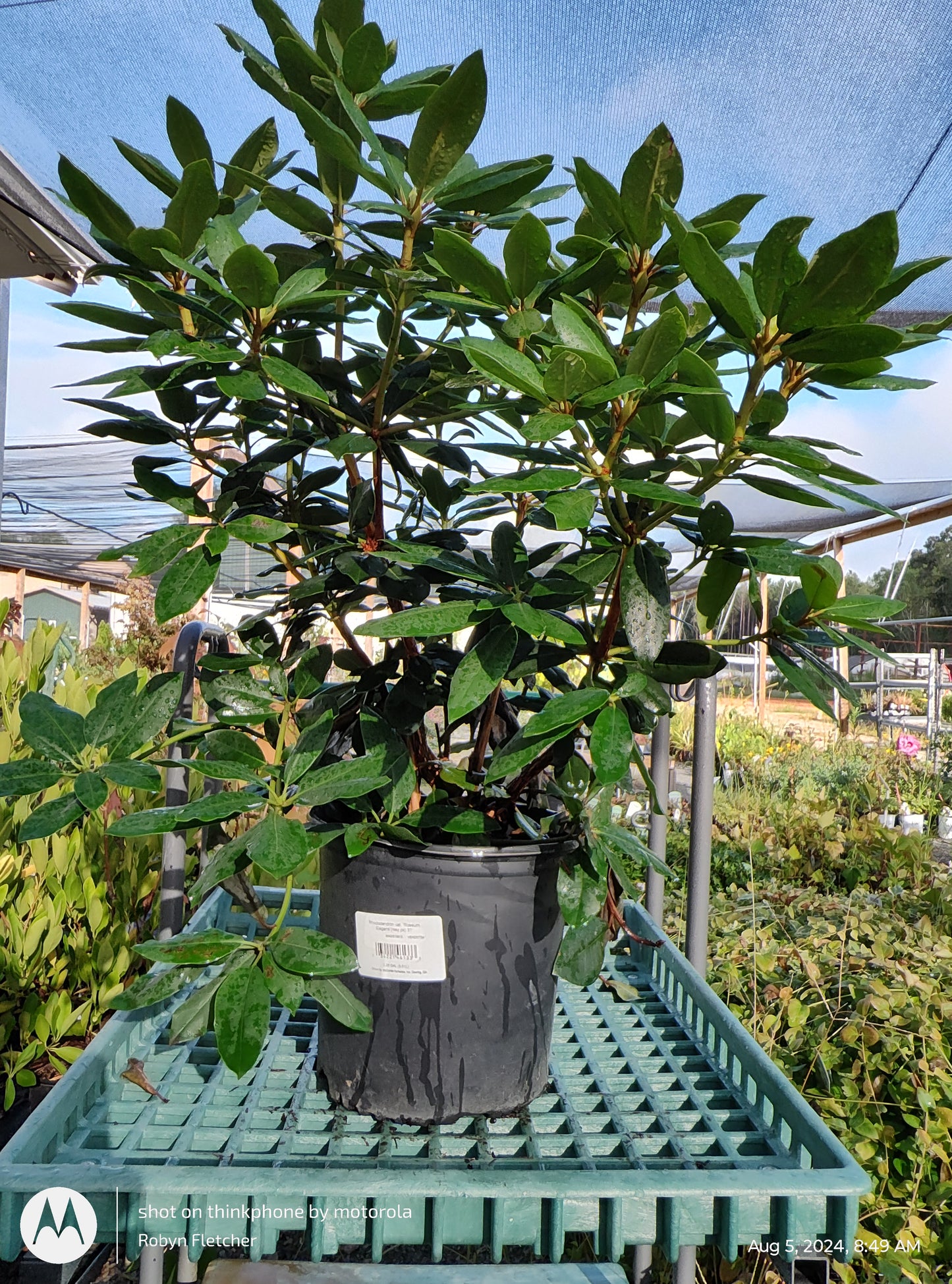 Rhododendron Roseum Elegans - (Rosy Pink) - 3 Gallon