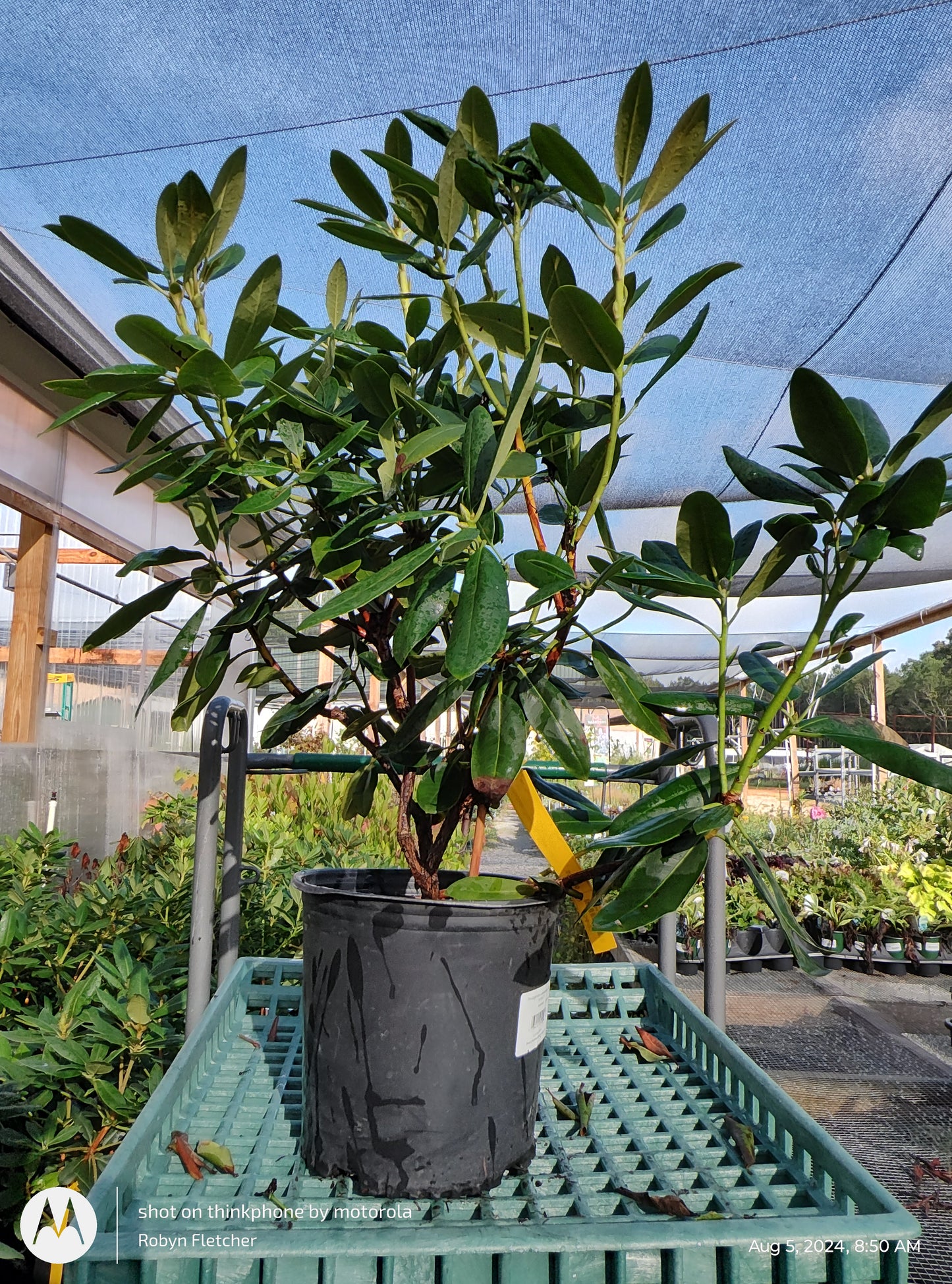 Rhododendron catawbiense 'Album' (white)