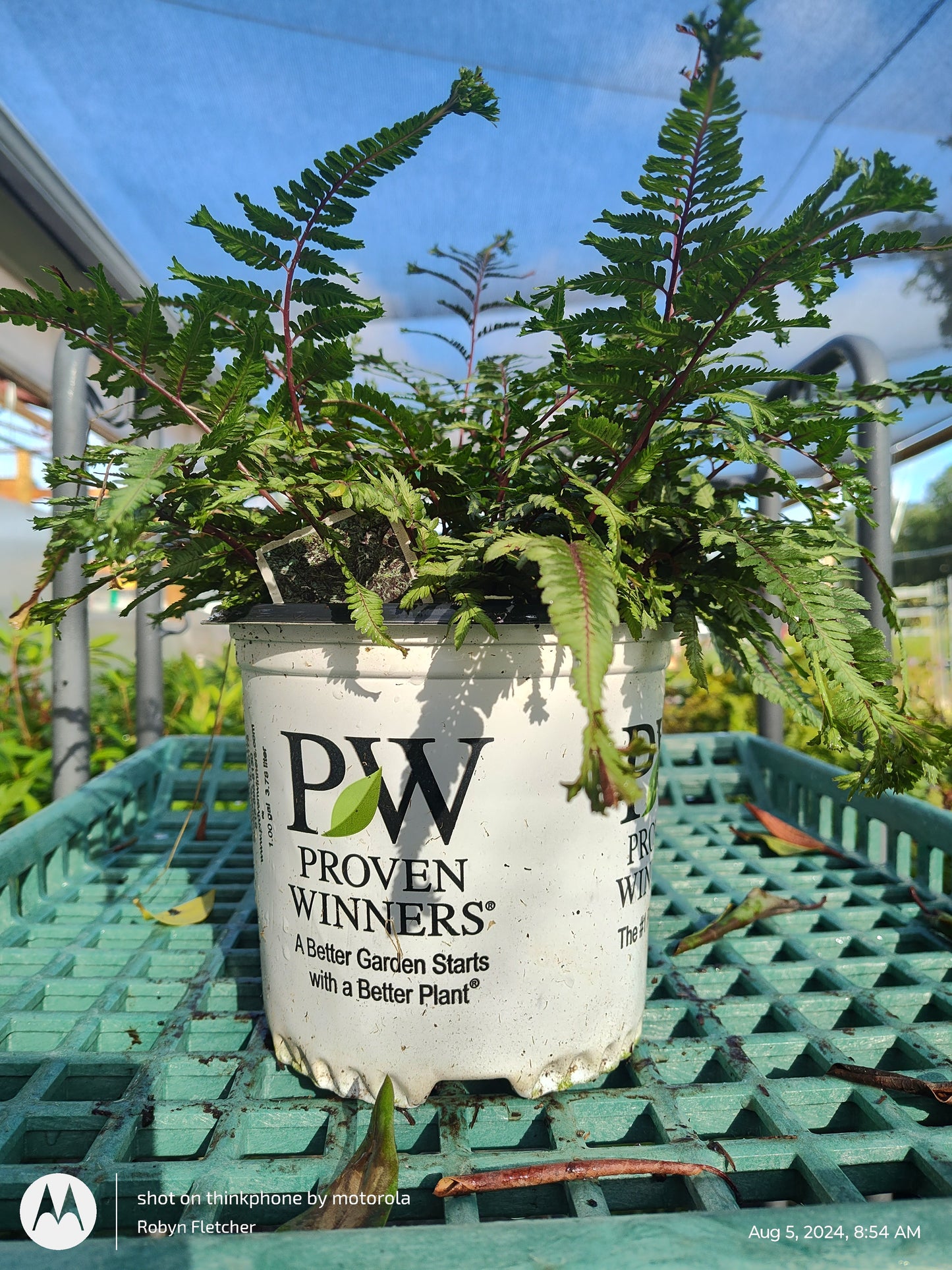 Athyrium niponicum 'Crested Surf' PW - Gallon