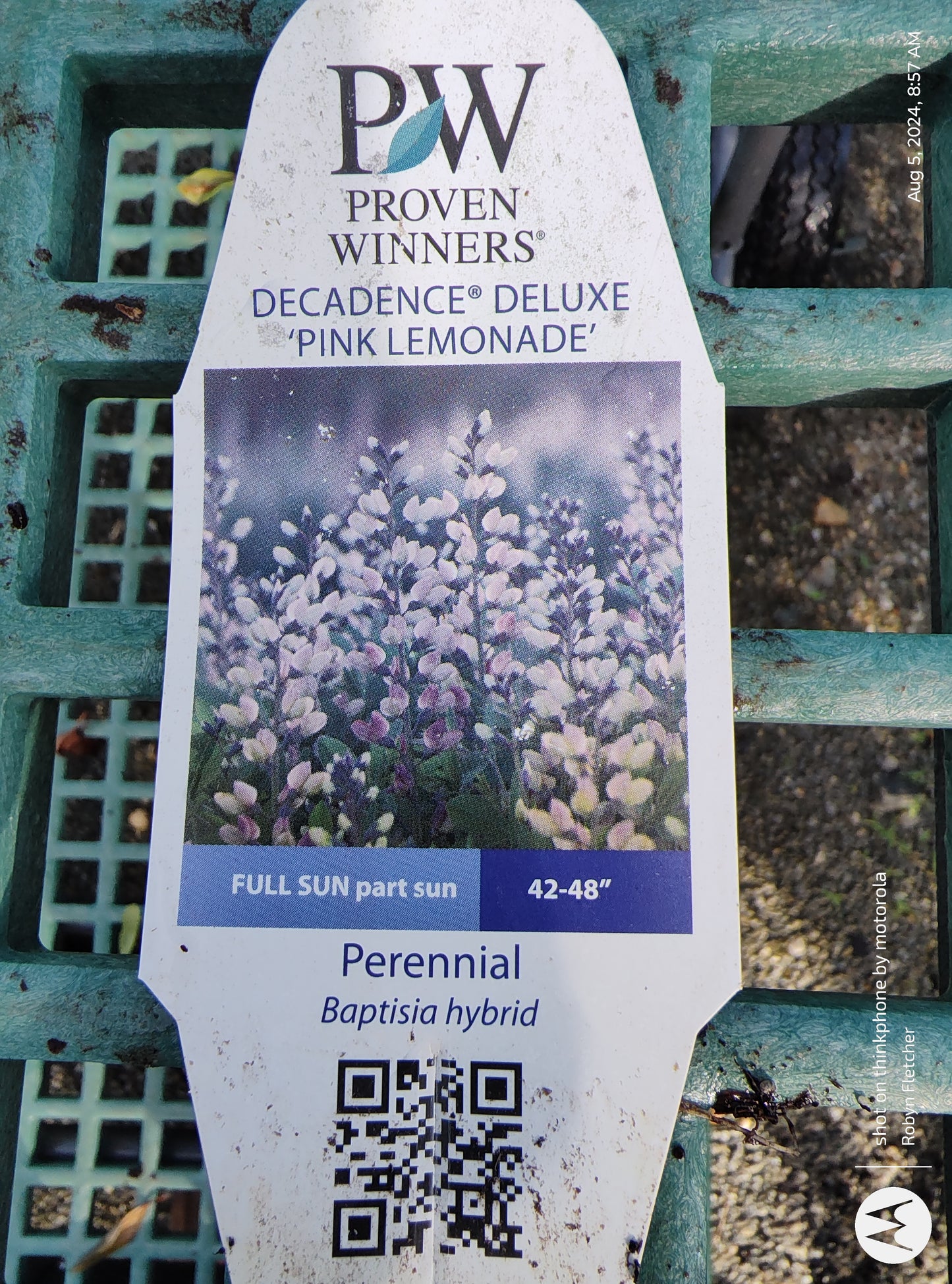 Baptisia Decadence Deluxe 'Pink Lemonade" 2 Gallon