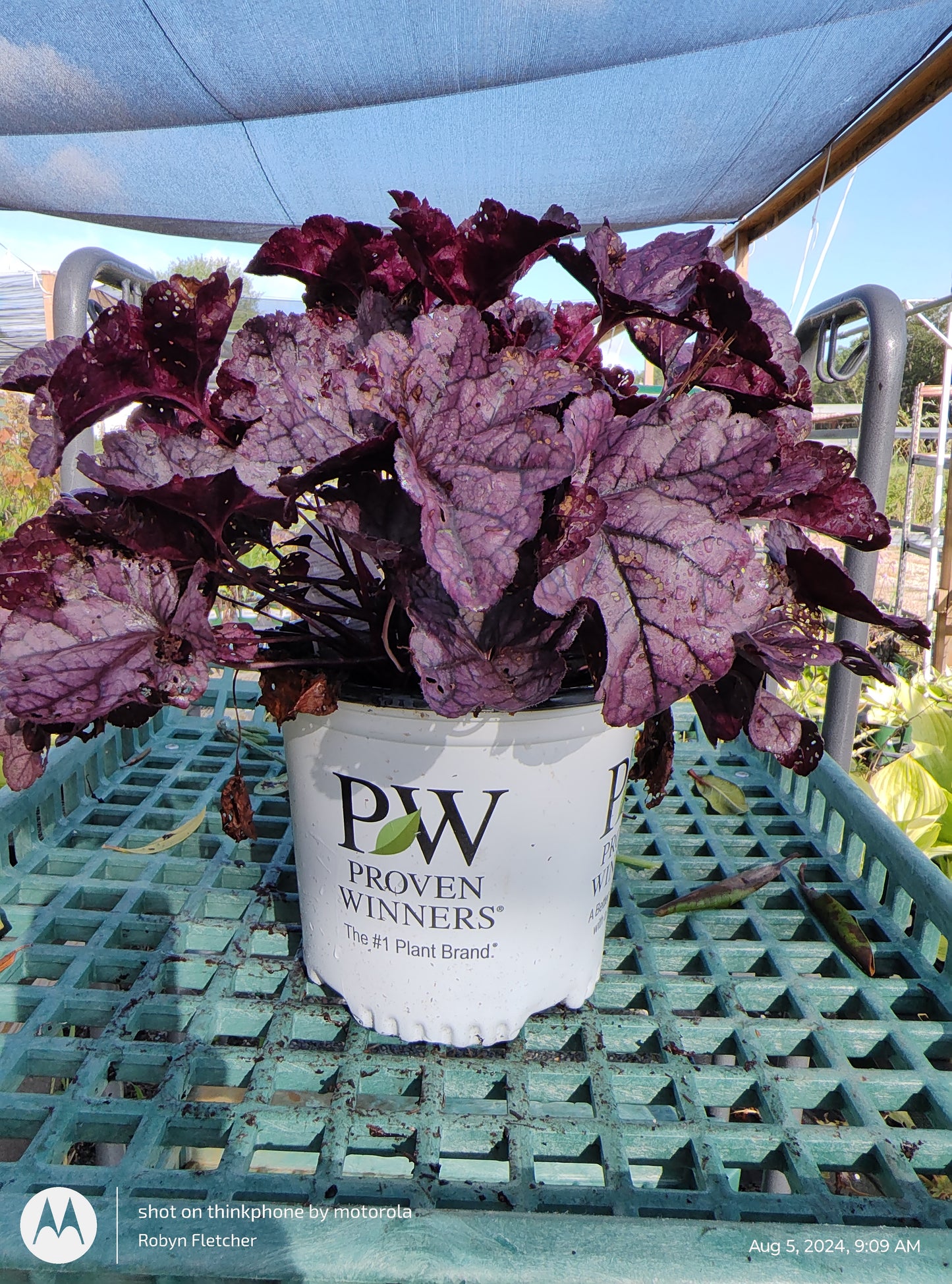 Heuchera Dolce Wildberry PW - Gallon