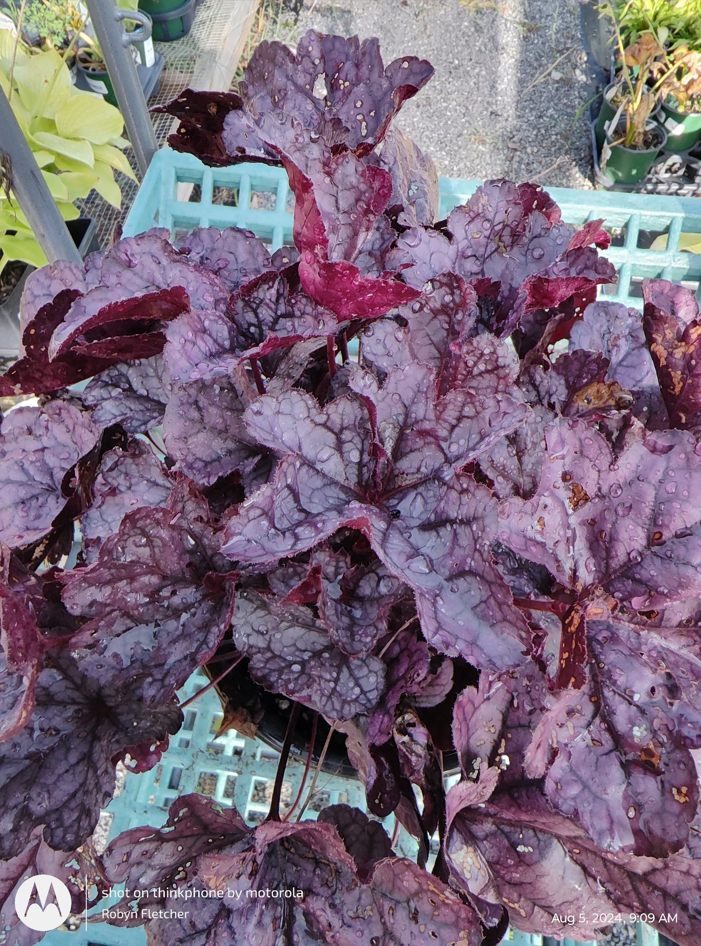 Heuchera Dolce Wildberry PW - Gallon