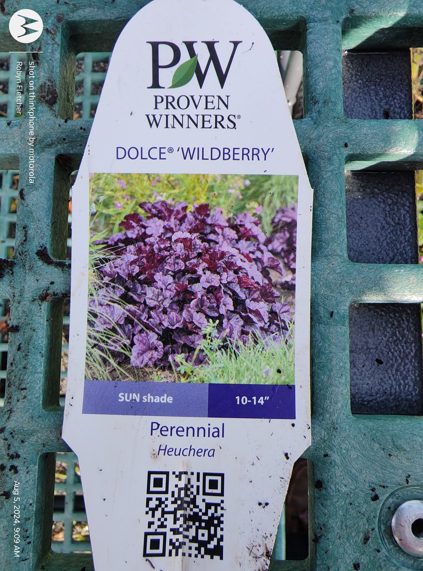 Heuchera Dolce Wildberry PW - Gallon