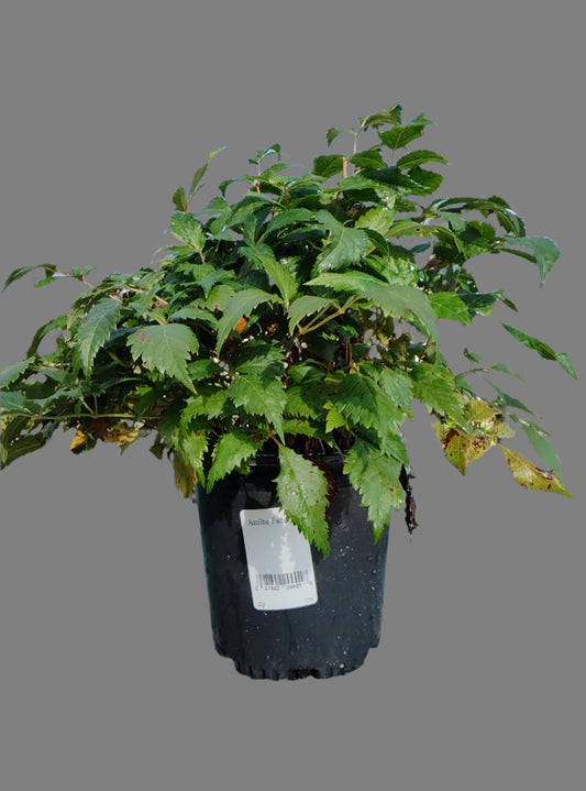 Astilbe Fanal 1 Gallon