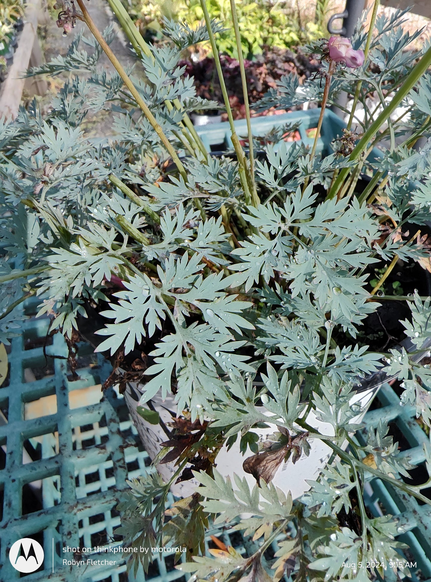 Dicentra Pink Diamonds Bleeding Heart
