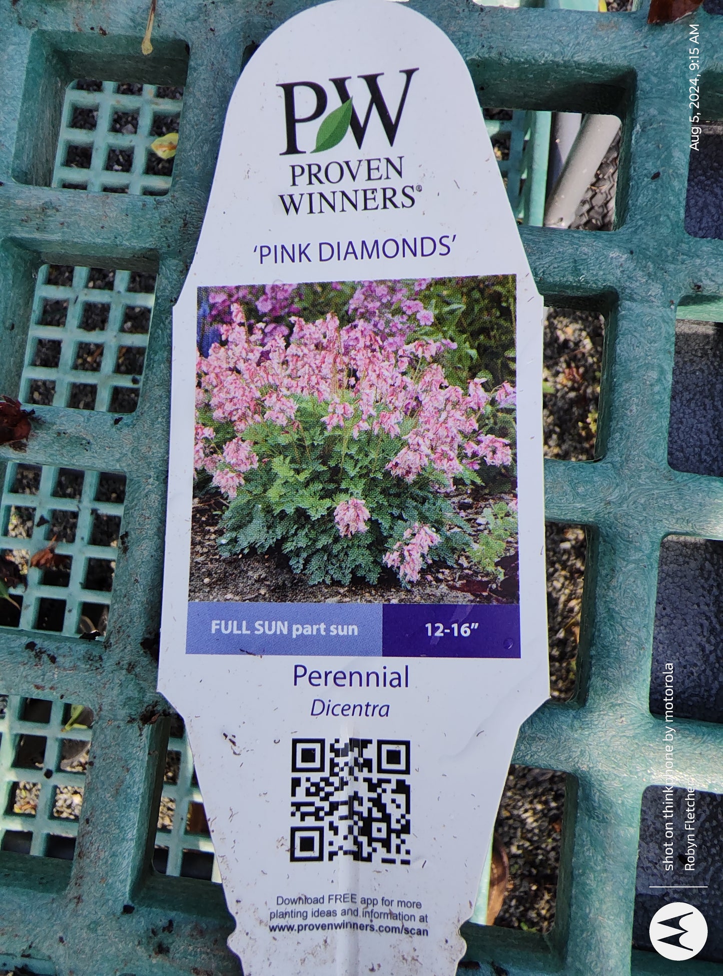 Dicentra Pink Diamonds Bleeding Heart